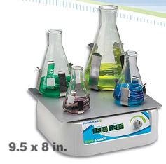 The High-Street Brand Fashion